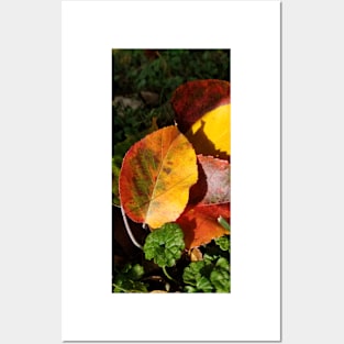 Fall colors Posters and Art